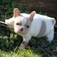 Merle Piebald 1, a male French Bulldog for sale in Mount Vernon, MO – Photo 2 of 5