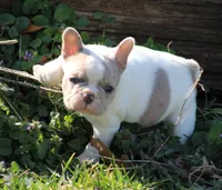 Merle Piebald 1, a male French Bulldog for sale in Mount Vernon, MO – Photo 2 of 5
