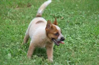 Red Female #2, a female Australian Cattle Dog for sale in Mount Vernon, MO – 3 of 9