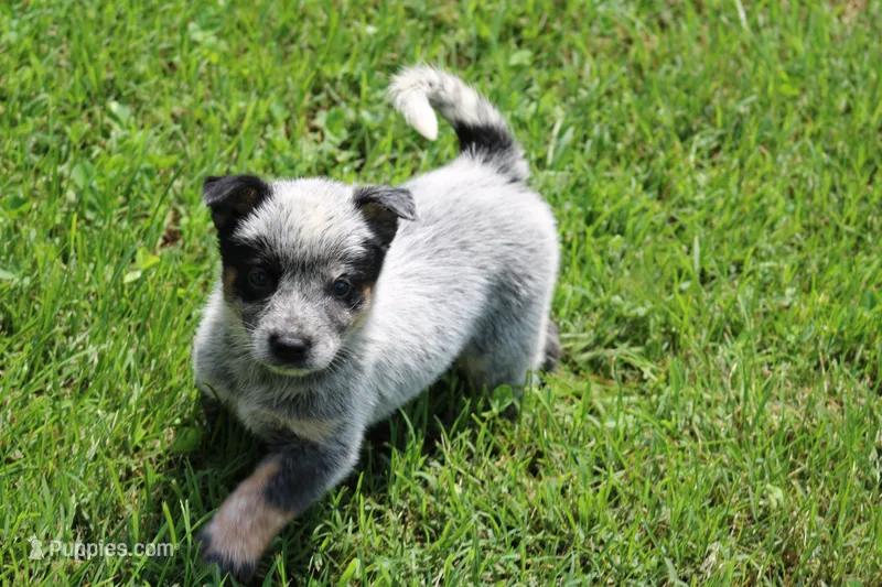Blue Male  – Australian Cattle Dog puppy for sale in Mount Vernon, MO