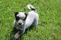 Blue Male , a male Australian Cattle Dog for sale in Mount Vernon, MO – 1 of 9