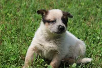 Red Female #1, a female Australian Cattle Dog for sale in Mount Vernon, MO – 7 of 7