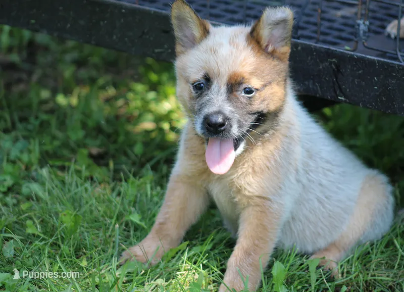 Red Female #3 – Australian Cattle Dog puppy for sale in Mount Vernon, MO