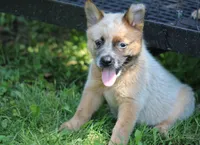Red Female #3, a female Australian Cattle Dog for sale in Mount Vernon, MO – 1 of 6