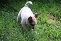Red Female #1, a female Australian Cattle Dog for sale in Mount Vernon, MO – 6 of 9