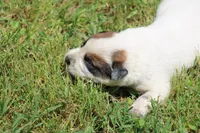 Red Female #4, a female Australian Cattle Dog for sale in Mount Vernon, MO – 6 of 9