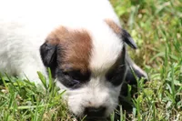 Red Female #4, a female Australian Cattle Dog for sale in Mount Vernon, MO – 4 of 9