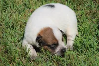 Red Female #2, a female Australian Cattle Dog for sale in Mount Vernon, MO – 3 of 8