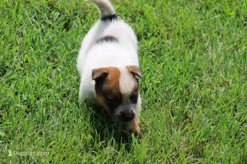 Red Female #2 – Australian Cattle Dog puppy for sale in Mount Vernon, MO
