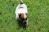 Red Female #2, a female Australian Cattle Dog for sale in Mount Vernon, MO – 1 of 6