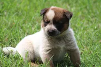 Red Male #1, a male Australian Cattle Dog for sale in Mount Vernon, MO – 2 of 9