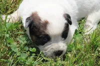 Red Male #2, a male Australian Cattle Dog for sale in Mount Vernon, MO – 3 of 8