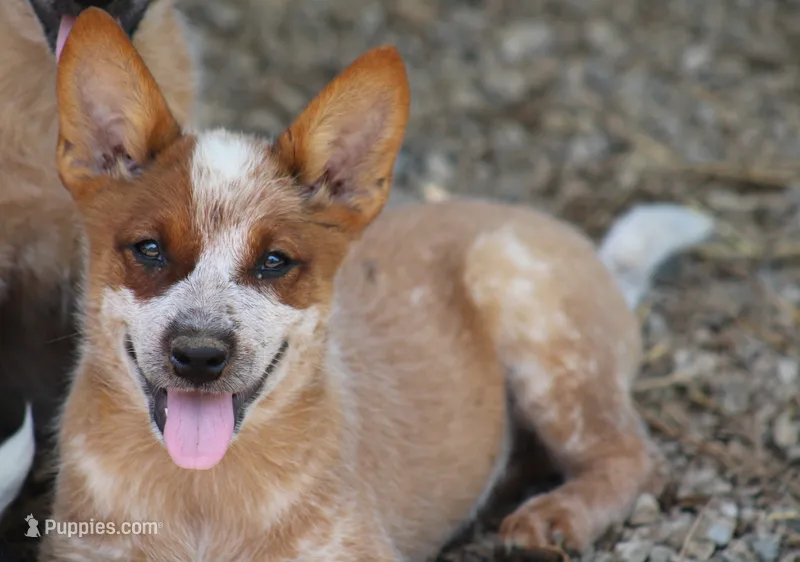 Red Female #5 – Australian Cattle Dog puppy for sale in Mount Vernon, MO