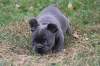 Tiny Tot, a male French Bulldog for sale in Mount Vernon, MO – 2 of 7