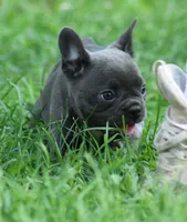 Blue Girl, a female French Bulldog for sale in Mount Vernon, MO – 1 of 5