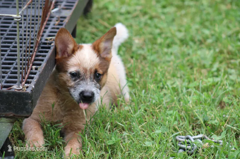 Red Male #3 – Australian Cattle Dog puppy for sale in Mount Vernon, MO