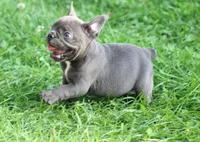 Blue Girl, a female French Bulldog for sale in Mount Vernon, MO – 3 of 5