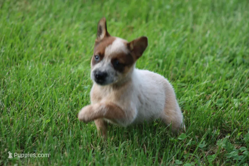 Red Female #4 – Australian Cattle Dog puppy for sale in Mount Vernon, MO