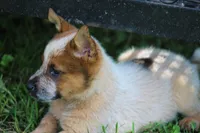 Red Female #2, a female Australian Cattle Dog for sale in Mount Vernon, MO – 4 of 7