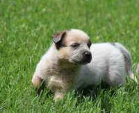 Red Male #3, a male Australian Cattle Dog for sale in Mount Vernon, MO – 6 of 9