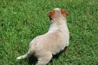 Stocky Red Male , a male Australian Cattle Dog for sale in Mount Vernon, MO – 3 of 7