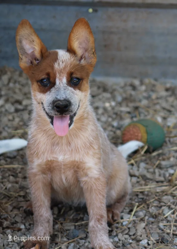 Red Female #4 – Australian Cattle Dog puppy for sale in Mount Vernon, MO