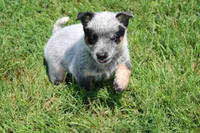 Blue Male , a male Australian Cattle Dog for sale in Mount Vernon, MO – 2 of 9