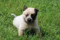 Red Female #3, a female Australian Cattle Dog for sale in Mount Vernon, MO – 4 of 7