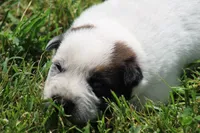 Red Male #3, a male Australian Cattle Dog for sale in Mount Vernon, MO – 3 of 8