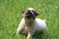 Red Female #2, a female Australian Cattle Dog for sale in Mount Vernon, MO – 3 of 6