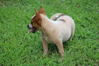 Red Female #2, a female Australian Cattle Dog for sale in Mount Vernon, MO – 5 of 9