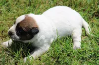 Red Male #1, a male Australian Cattle Dog for sale in Mount Vernon, MO – 5 of 8