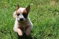 Red Girl , a female Australian Cattle Dog for sale in Mount Vernon, MO – 4 of 5