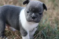 Blue With White Collar, a male French Bulldog for sale in Mount Vernon, MO – 5 of 6