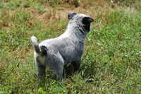 Blue Male , a male Australian Cattle Dog for sale in Mount Vernon, MO – 5 of 9