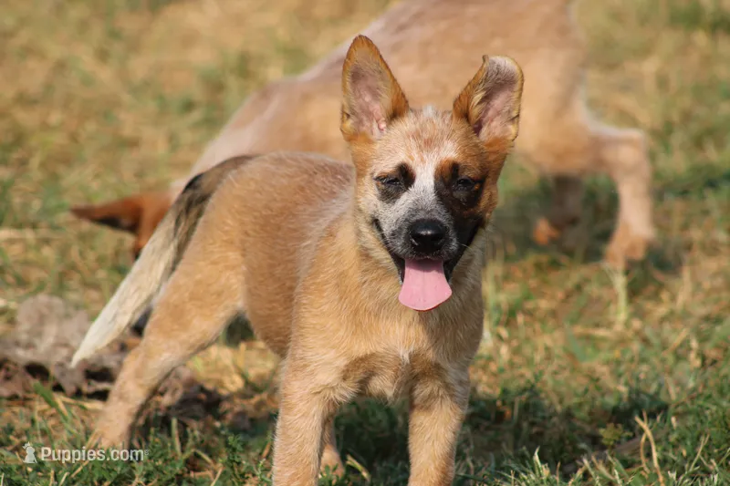 Red Female #3 – Australian Cattle Dog puppy for sale in Mount Vernon, MO