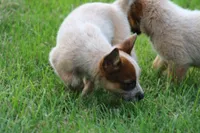Red Female #4, a female Australian Cattle Dog for sale in Mount Vernon, MO – 6 of 9