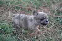 Merle Boy, a male French Bulldog for sale in Mount Vernon, MO – 7 of 7