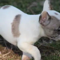 Merle Piebald Boy 2, a male French Bulldog for sale in Mount Vernon, MO – Photo 4 of 6