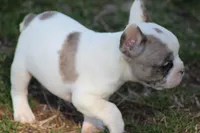 Merle Piebald Boy 2, a male French Bulldog for sale in Mount Vernon, MO – Photo 4 of 6