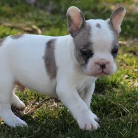 Merle Piebald Boy 2, a male French Bulldog for sale in Mount Vernon, MO – Photo 2 of 6