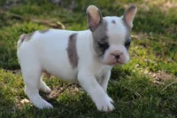 Merle Piebald Boy 2, a male French Bulldog for sale in Mount Vernon, MO – Photo 2 of 6