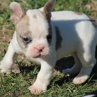 Merle Piebald Boy 2, a male French Bulldog for sale in Mount Vernon, MO – Photo 3 of 6