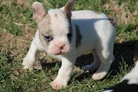 Merle Piebald Boy 2, a male French Bulldog for sale in Mount Vernon, MO – Photo 3 of 6