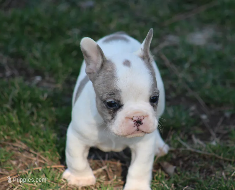 Merle Piebald Boy 2, a male French Bulldog for sale in Mount Vernon, MO – Photo 1 of 6