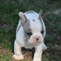 Merle Piebald Boy 2, a male French Bulldog for sale in Mount Vernon, MO – Photo 1 of 6