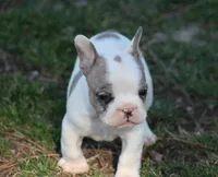Merle Piebald Boy 2, a male French Bulldog for sale in Mount Vernon, MO – Photo 1 of 6