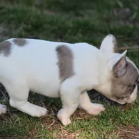 Merle Piebald Boy 2, a male French Bulldog for sale in Mount Vernon, MO – Photo 6 of 6