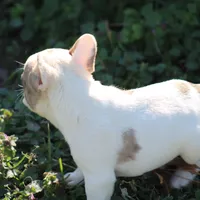 Merle Piebald Boy 2, a male French Bulldog for sale in Mount Vernon, MO – Photo 5 of 6