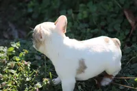 Merle Piebald Boy 2, a male French Bulldog for sale in Mount Vernon, MO – Photo 5 of 6